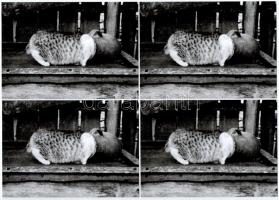 Minden cseppje aranyatér! - 10 db MODERN macskás képeslap Pék Ádám Balázs kiadásában, 2019. / 10 modern cat motive postcards (all the same in excellent condition)
