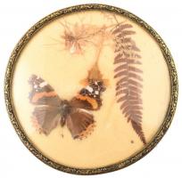 Preparált pillangó szárított páfránnyal, régi dekoratív, üvegezett fém keretben, d: 12,5 cm