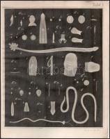 Friedrich Sigsimund Leuckart: Zoologische Bruchstücke. III. helminthologische Beiträge. Freiburg, 18...