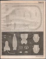 Friedrich Sigsimund Leuckart: Zoologische Bruchstücke. III. helminthologische Beiträge. Freiburg, 18...