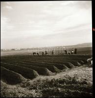 cca 1970 Tokaj, 29 db vintage NEGATÍV Kotnyek Antal (1921-1990) budapesti fotóriporter hagyatékából,...