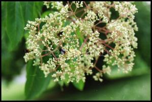 cca 1978 és cca 1989 között készült, elsősorban budapesti felvételek, Balásy Pál (?-?) budapesti fot...