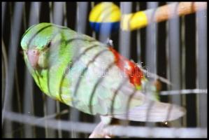 cca 1978 és cca 1989 között készült, elsősorban budapesti felvételek, Balásy Pál (?-?) budapesti fot...