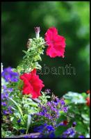 cca 1978 és cca 1989 között készült, elsősorban budapesti felvételek, Balásy Pál (?-?) budapesti fot...