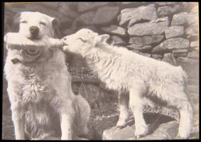 cca 1985 Humoros fényképek c. előadáshoz gyűjtött illusztrációk, Vincze János (1922-1999) kecskeméti fotóművész hagyatékából 6 db DIAPOZITÍV, 36x24 mm