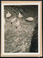 cca 1929 Kacsák, Kinszki Imre (1901-1945) budapesti fotóművész hagyatékából, jelzés nélküli vintage fotó, a szerző által készített albumból kiemelve, 5,9x4,5 cm