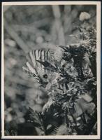 cca 1936 Kinszki Imre (1901-1945) budapesti fotóművész hagyatékából, pecséttel jelzett vintage fotó (Verőce, kardos pillangó), 17,5x13 cm