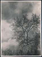 cca 1932 Kinszki Imre (1901-1945) budapesti fotóművész hagyatékából, pecséttel jelzett vintage fotó (fa és égbolt), sarkán törésvonal, 17,5x12,8 cm