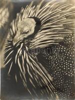 cca 1934 Kinszki Imre (1901-1945) budapesti fotóművész hagyatékából pecséttel jelzett, nagyméretű fotóművészeti alkotás (Keselyűfejű gyöngytyúk), 39,5x30 cm