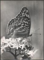 cca 1932 Kinszki Imre (1901-1945) budapesti fotóművész hagyatékából pecséttel jelzett, nagyméretű fotóművészeti alkotás (Pillangó), 39,8x29,6 cm