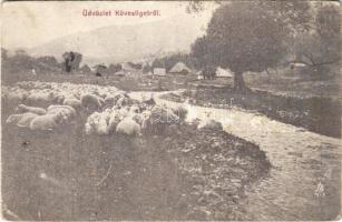 1917 Kövesliget, Drahowo, Dragovo, Dravohe, Drahovo; birkanyáj a folyóparton / flock of sheep on the riverbank (Rb)
