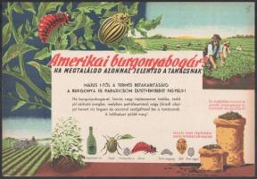 Villamosplakát: Amerikai burgonyabogár! Ha megtalálod, azonnal jelentsd a tanácsnak!, 33,5×24 cm