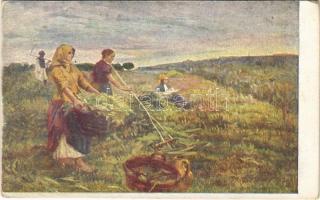Csalamádégyűjtés / Hungarian folklore s: Bihari