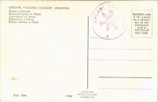 Kiskunhalas, Halasi csipkeház, belső, magyar folklór