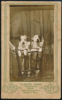 cca 1915 Pipi és Trixi, kutyák fotózása, keményhátú fotó Flórucz János aradi műterméből, 11,5×7 cm