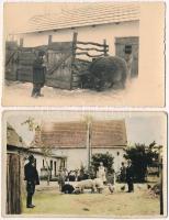 2 db RÉGI állatos motívum fotó képeslap: disznók / 2 pre-1945 animal motive photo postcards: pigs