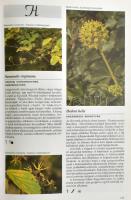 Nico Vermeulen: Gyógynövények enciklopédiája. Több száz különböző faj pompás fotói és részletes leír...