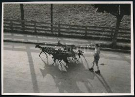 cca 1938 Dulovits Jenő (1903-1972) budapesti fotóművész hagyatékából jelzés nélküli vintage fotó, 8x11,5 cm