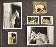cca 1940-1950 Főként állatokkal (lovak, tehenek, stb.) foglalkozó fotók albumba ragasztva (Nyírbátor, Kláramajor, Balatonalmádi, stb.), 73 db, 4×2 és 6×9 cm közötti méretekben