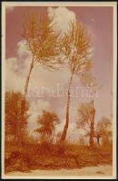 Nagy Árpád: Tavasz, hátoldalon feliratozott 2 db fotó, egyik tintafoltos, 17×24 cm