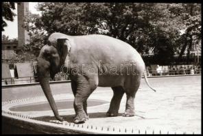 cca 1960-1980 Rákoskeresztúr, Ráckeve, Kőbánya, stb. kirándulás, nyaralás, fotónegatív kisfilmek 9 d...