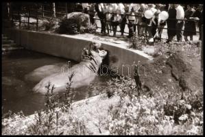 cca 1960-1980 Rákoskeresztúr, Ráckeve, Kőbánya, stb. kirándulás, nyaralás, fotónegatív kisfilmek 9 d...