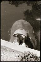 cca 1960-1980 Rákoskeresztúr, Ráckeve, Kőbánya, stb. kirándulás, nyaralás, fotónegatív kisfilmek 9 d...