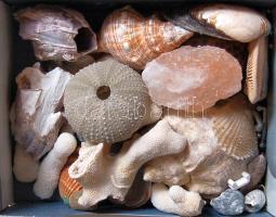 Egy doboz kagyló, korall, taplógomba, akváriumi díszek