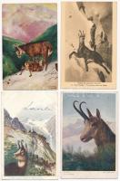 4 db RÉGI vadász motívum képeslap: zerge / 4 pre-1945 hunting motive postcards: chamois