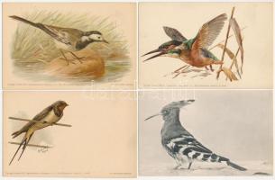 11 db RÉGI használatlan motívum képeslap: madarak, több lithoval / 11 pre-1945 unused motive postcar...