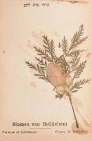 cca 1890 Blumen vom Heiligen Lande. A Szentföld képei és virágai, fa-borítású füzet szárított virágo...