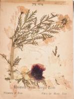 cca 1890 Blumen vom Heiligen Lande. A Szentföld képei és virágai, fa-borítású füzet szárított virágo...
