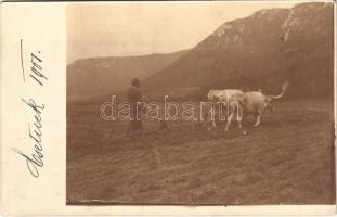 1901 Csetnek, Stítnik; szántás ökrökkel / ploughing, plowing with oxen. photo (EK)