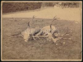 1901 gróf Andrássy Géza (1856-1938) vadászata a Betléri Kratki erdőben. Fotók a vadászó társaságról, az elejtett vadakról, három fotó gróf Andrássy Gézáról, egyiken egy általa elejtett medvével 5 db fotó fotólaptól a 24x18 cm-ig.