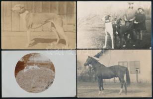 cca 1913-1920 Lovakat, pónit, kutyákat ábrázoló fotólapok, 8 db, 9×14 cm