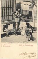 1906 Constantinople, Istanbul; Les Chiens errant de Constantinople / Turkish folklore, group of dogs (EK)