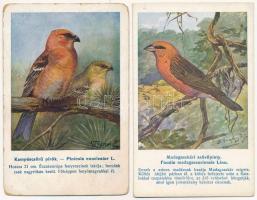 2 db RÉGI madaras motívum képeslap / 2 pre-1945 motive postcards: birds