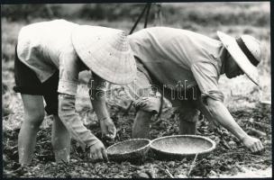 cca 1960-1970 Bánhalmi János (?-?): Vietnámi rizsültetés, a hátoldalán pecséttel jelzett sajtófotó, 16x24 cm