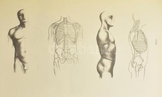 Barcsay Jenő: Művészeti anatómia. Bp.., 1970 Corvina Kiadó. Kiadói egészvászon kötés, papír vádőborí...