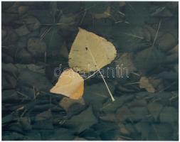 Eifert János (1943- ): Levelek, jelzés nélküli fotóművészeti alkotás, 23,5x30 cm