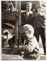 1959 Domonkos Tibor: Galambpiacon. Nagy méretű művészfotó, blondel keretben. 28x36 cm