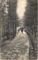 1913 Előpatak, Valcele; Erdei fenyves sétány / forest promenade (fa)
