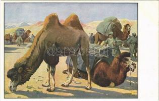 Meinholds Tierbilder / Camel caravan