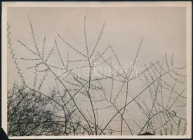 cca 1935 Kinszki Imre (1901-1945) budapesti fotóművész hagyatékából pecséttel jelzett és aláírt vintage fotó (Tavaszi ágak), felületén törésvonal, sarka hiányos, 13x18 cm
