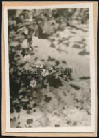 cca 1932 Kinszki Imre (1901-1945) budapesti fotóművész hagyatékából jelzés nélküli vintage fotó (négy virág), 6x4,3 cm