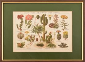 cca 1900 Kaktuszok és kaktusztermetű kövér növények. Litográfia a Pallas lexikonból. Üvegezett keretben, Külső méret 40x35 cm