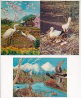 3 db MODERN 3D dimenziós motívum képeslap: madarak / 3 modern dimensional (3D) motive postcards: birds