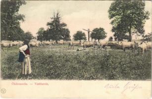 1905 Balaton sorozat, ökörcsorda / Viehherde
