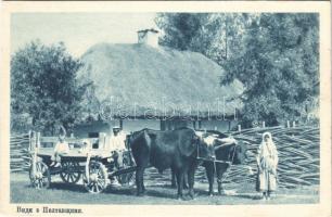 Poltava, oxen cart, folklore