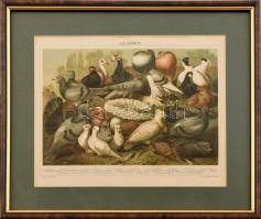 Galambok. Pallas Nagy Lexikona, Üvegezett fa keretben. 22,5x27,5 cm